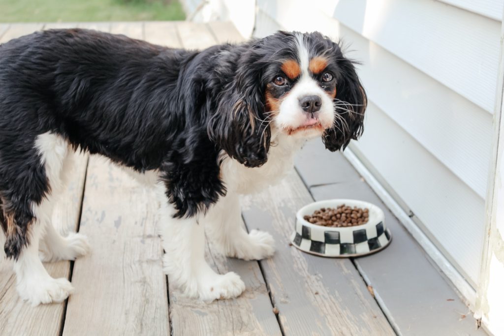 Bailey eating 